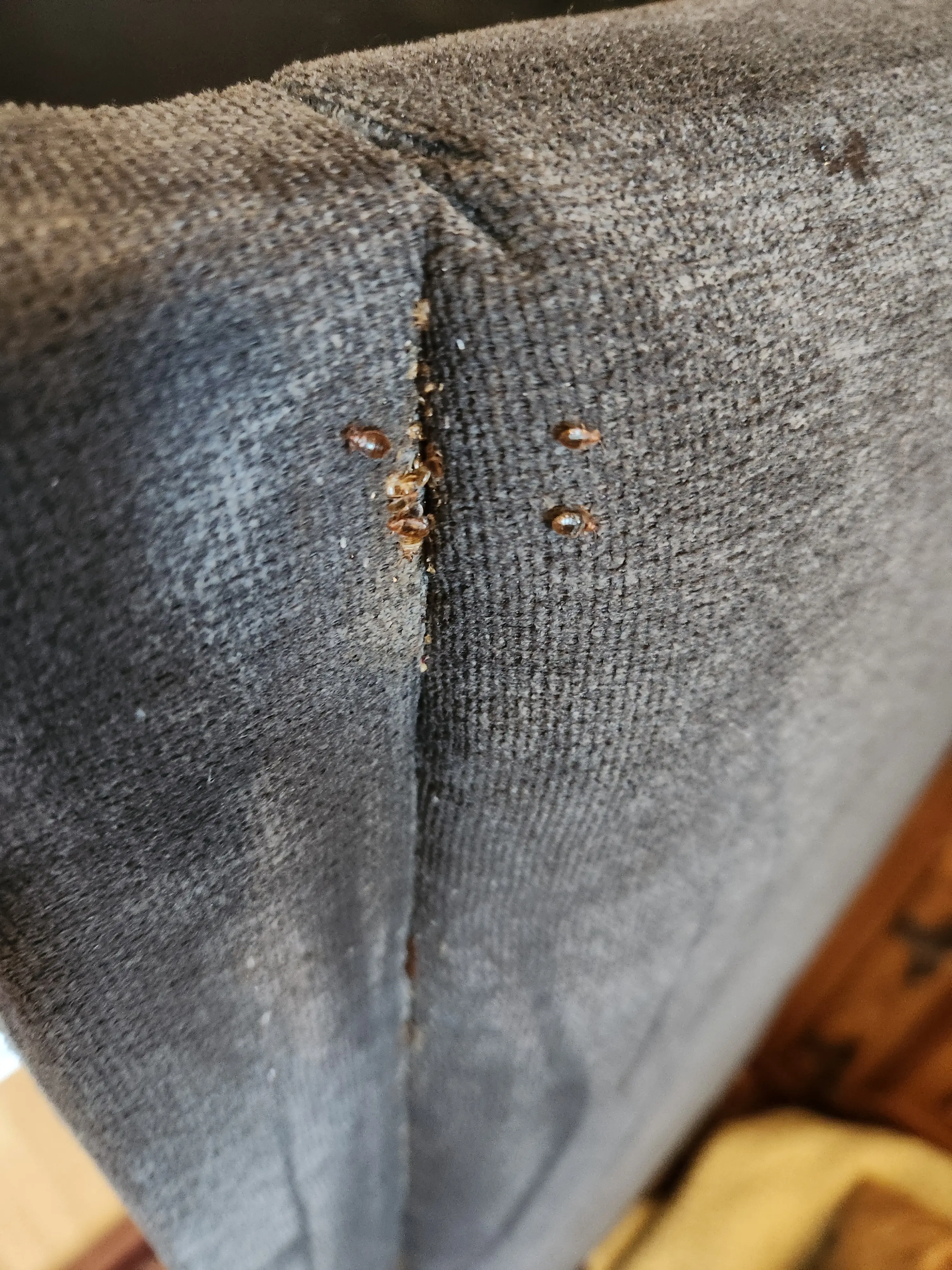 Ágyi poloska nyomok